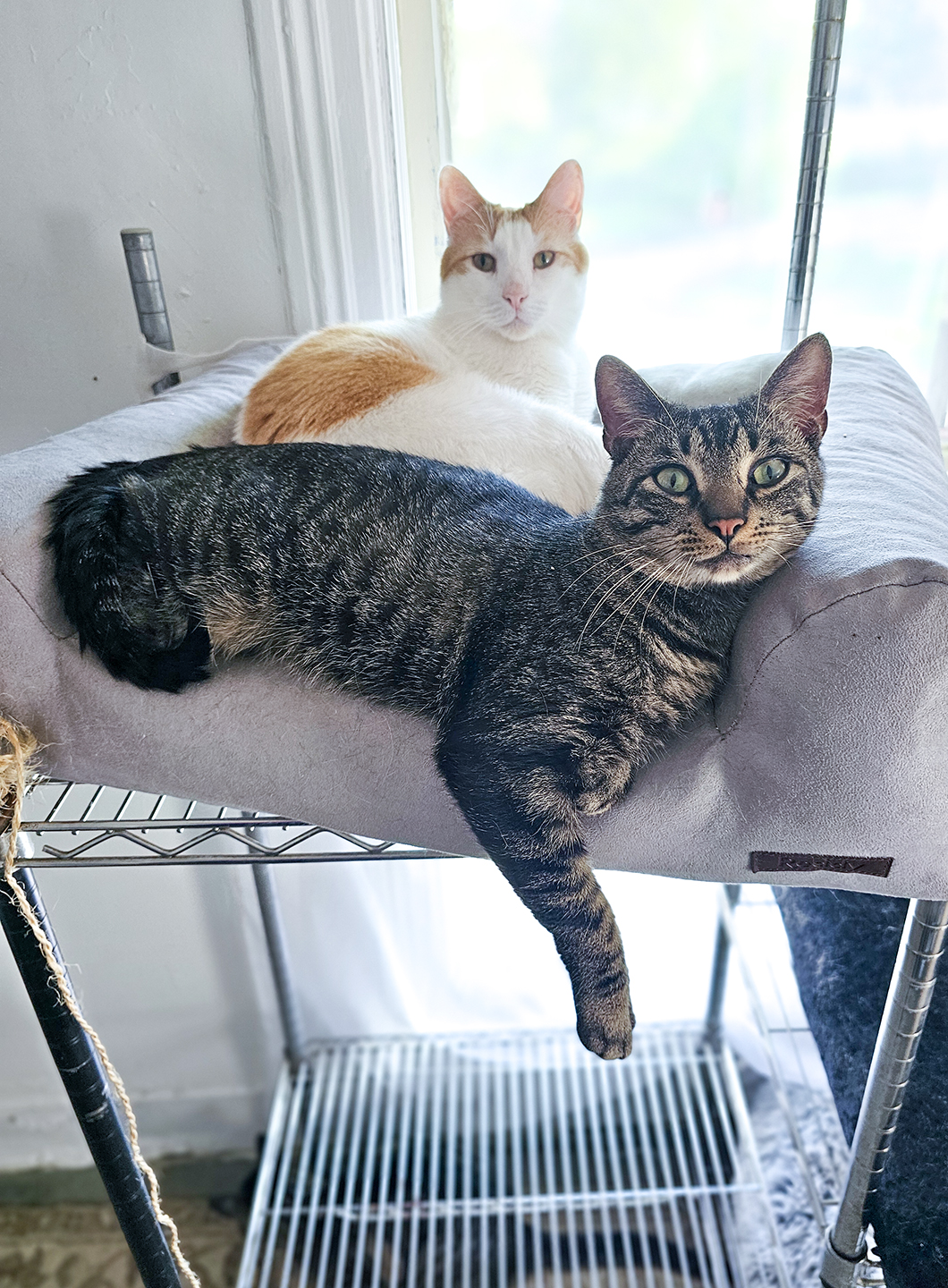 Top Cat Sanctuary cat photo